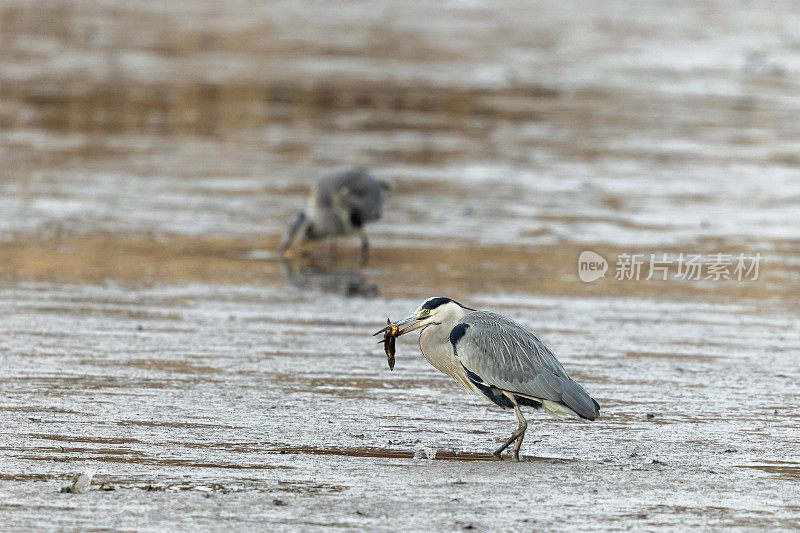 两只灰鹭(Ardea cinerea)